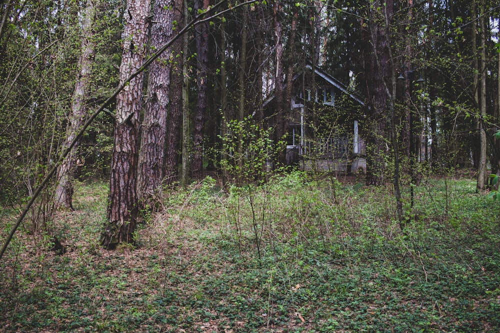 uma casa na floresta