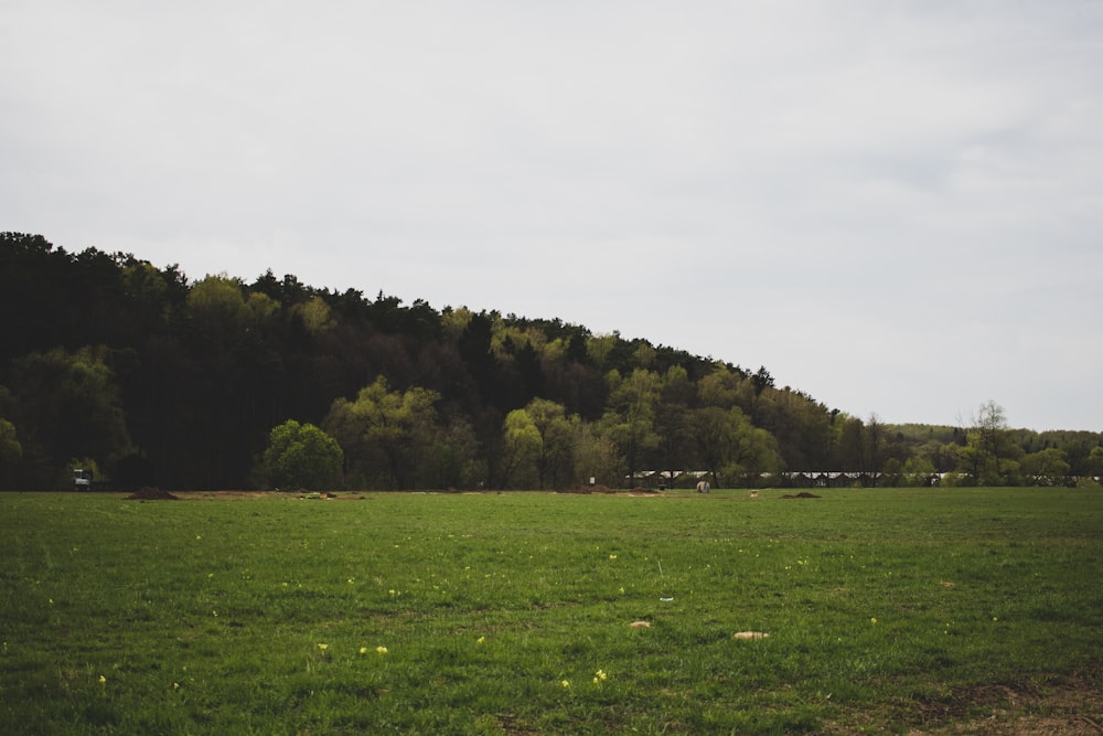 a grassy field with trees in the background