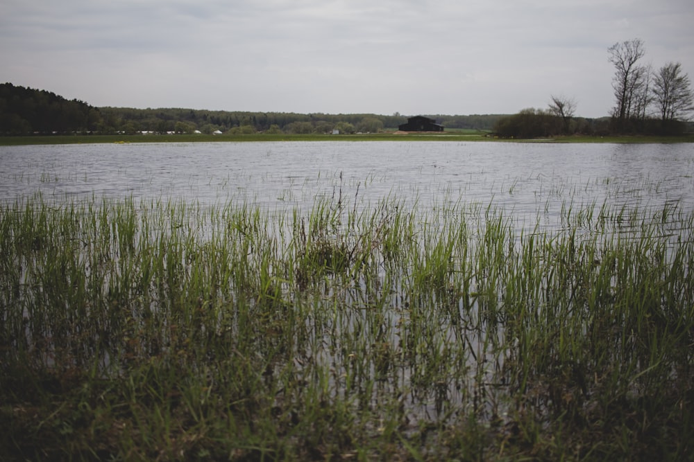 a body of water with plants growing in it