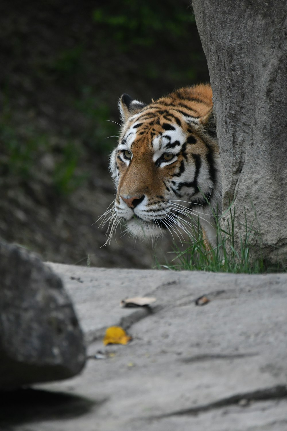 a tiger in a zoo exhibit