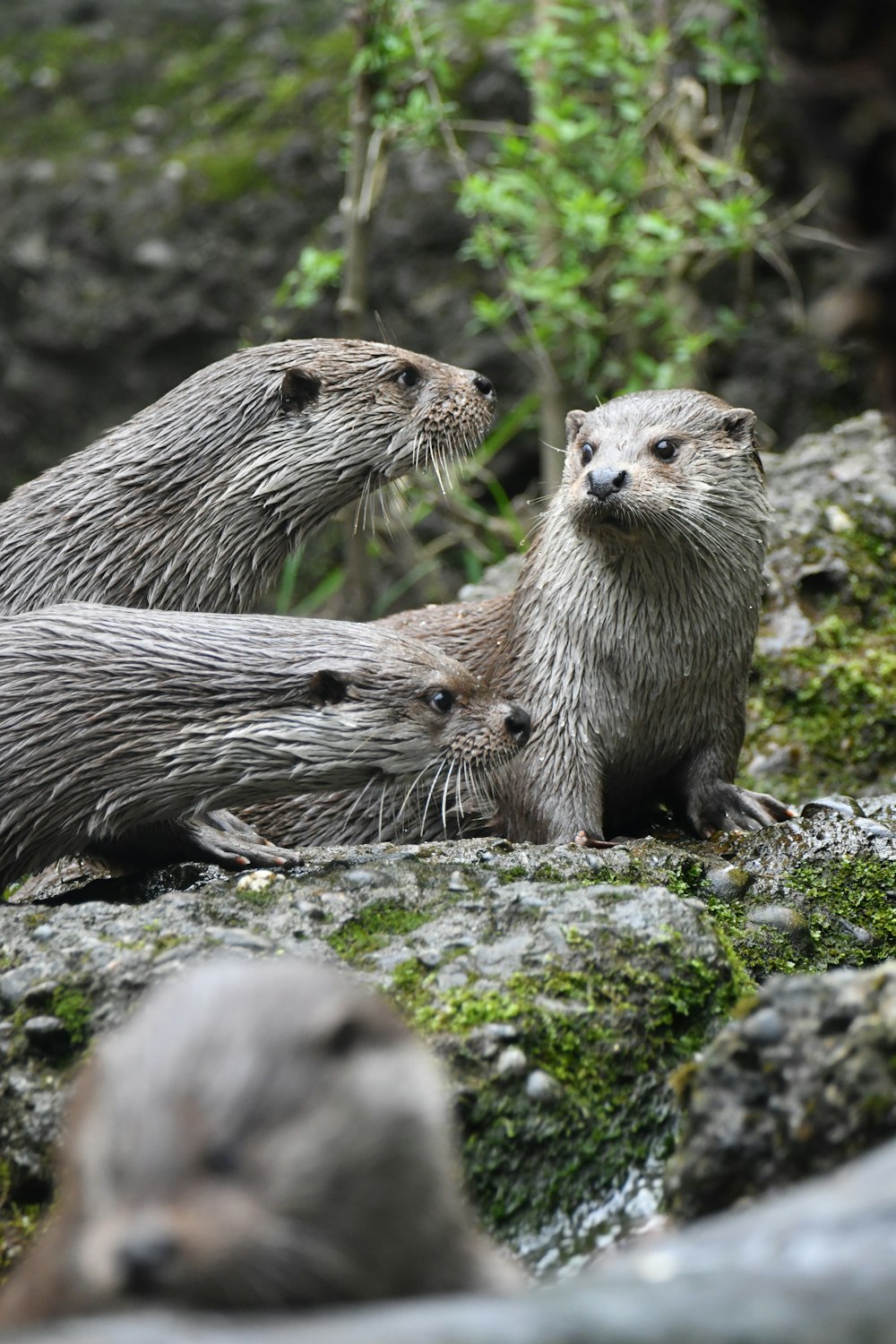 a group of otters on rocks