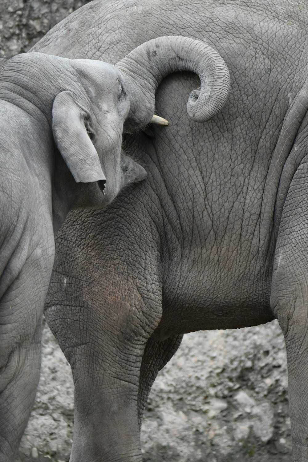 elephants with their trunks on each other