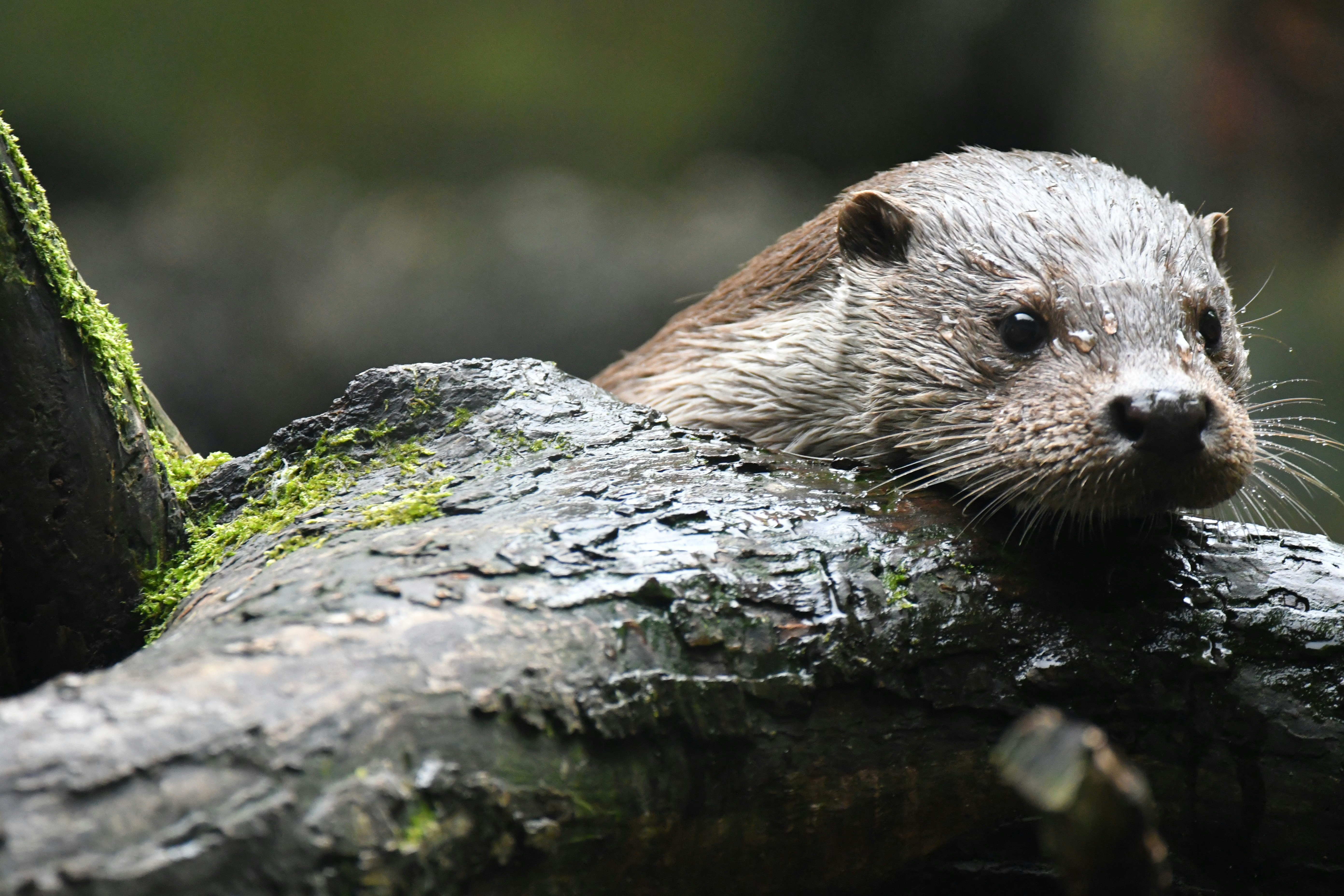 Photo by pedrino5_official