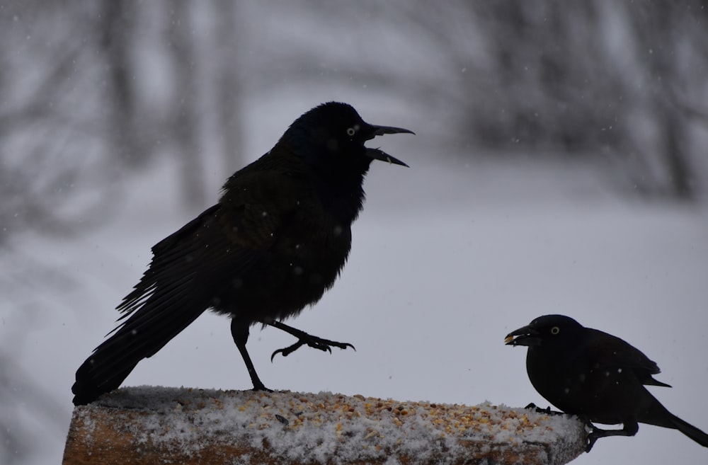 a couple of birds on a rock