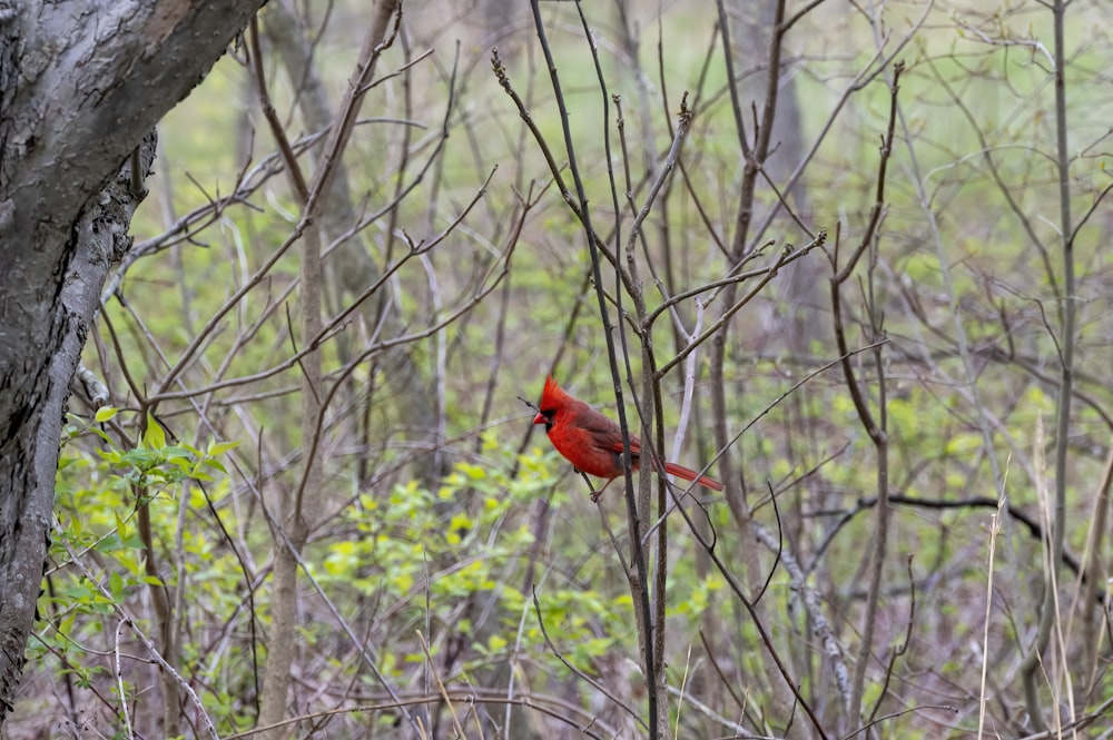 a red bird on a tree branch