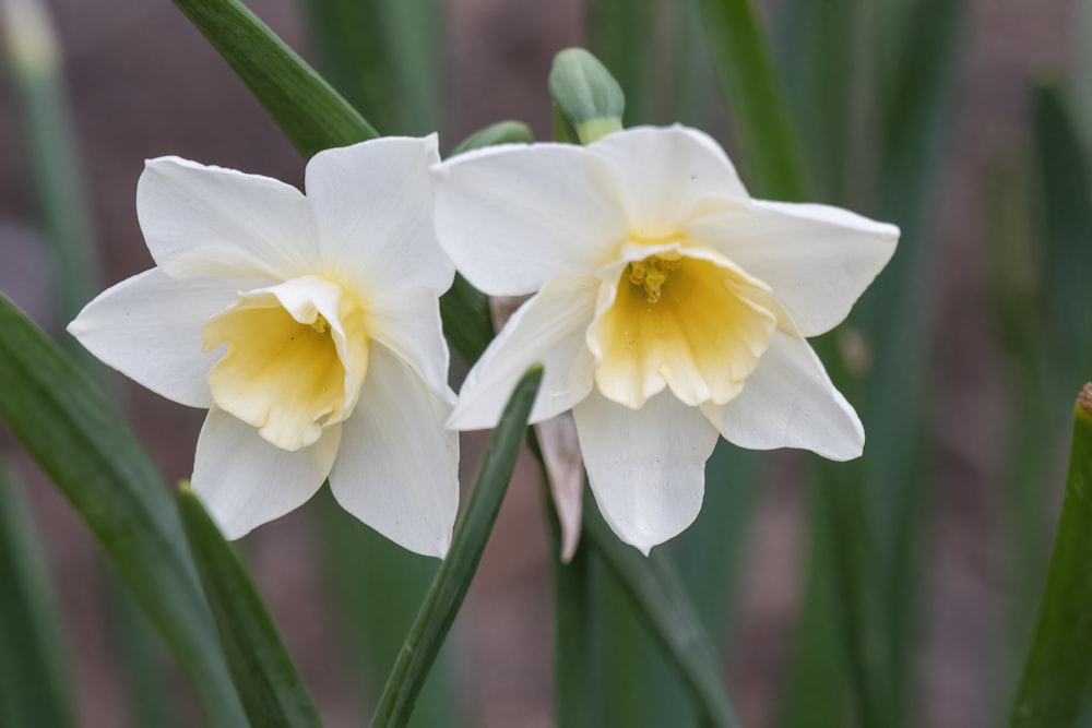 a couple white flowers