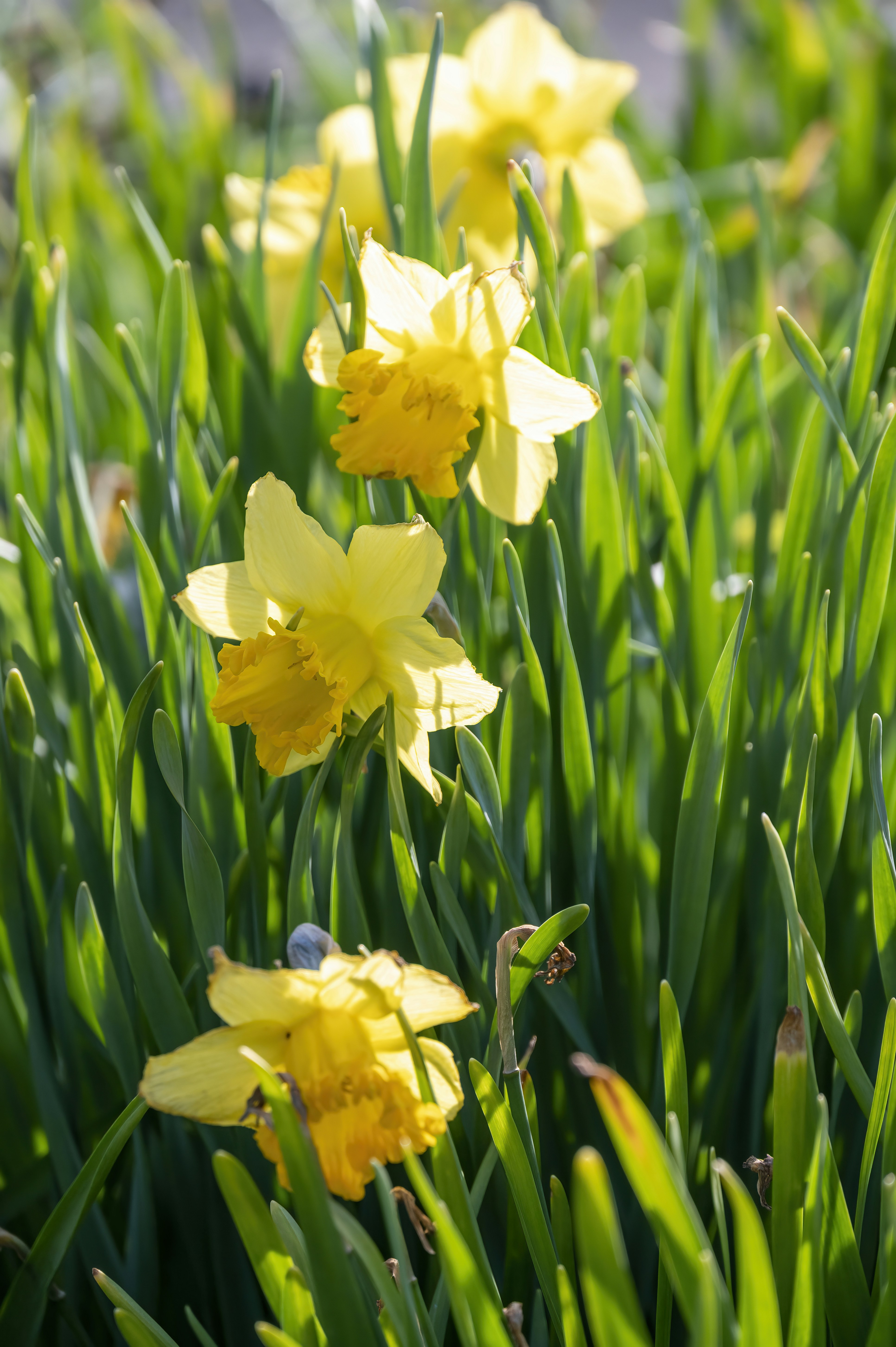 Photo by cholewinski