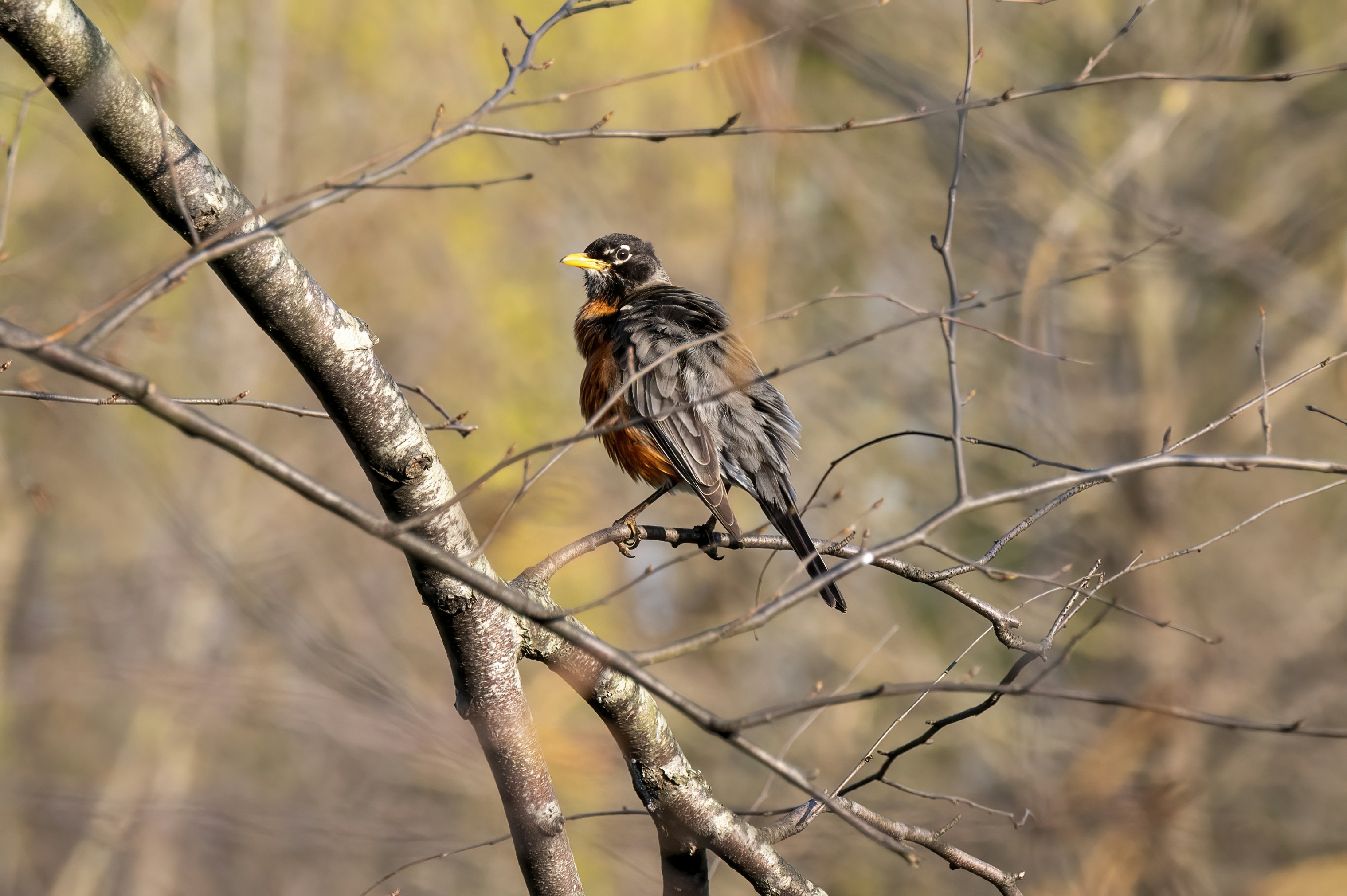 Photo by cholewinski