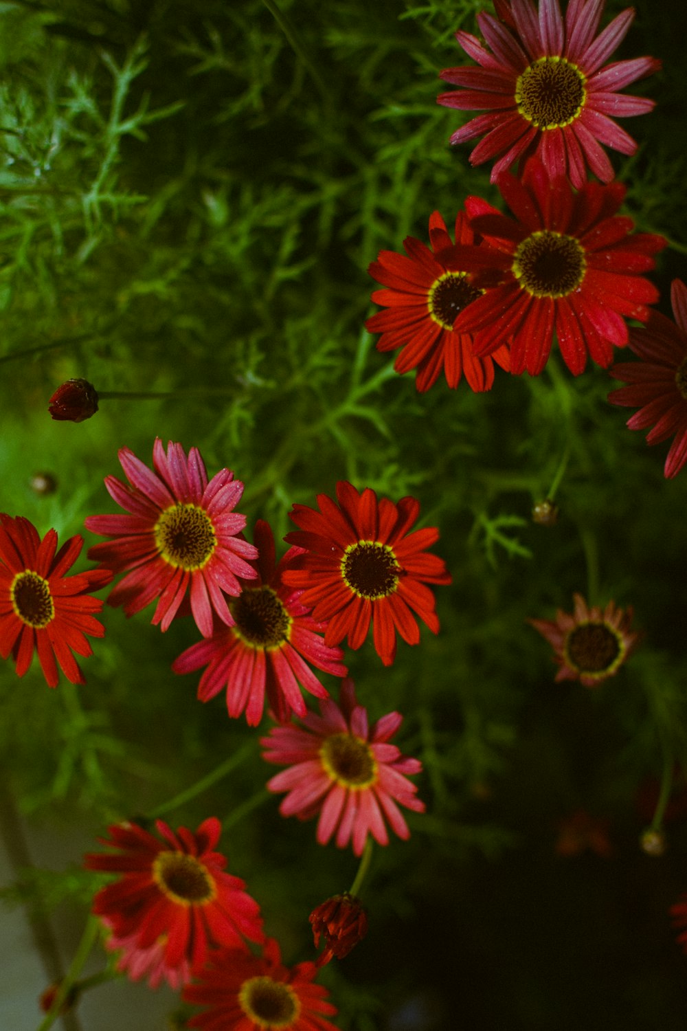 a group of red flowers