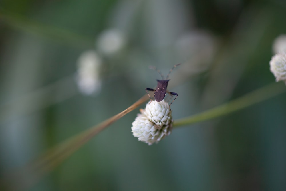a bug on a flower