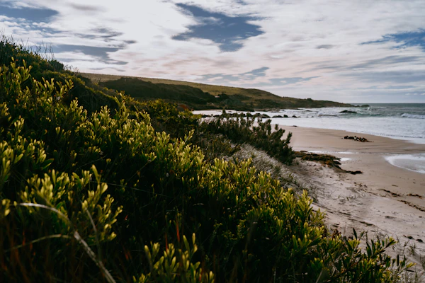 Coastal scrub and a sandy beach on King Island, Tasmania