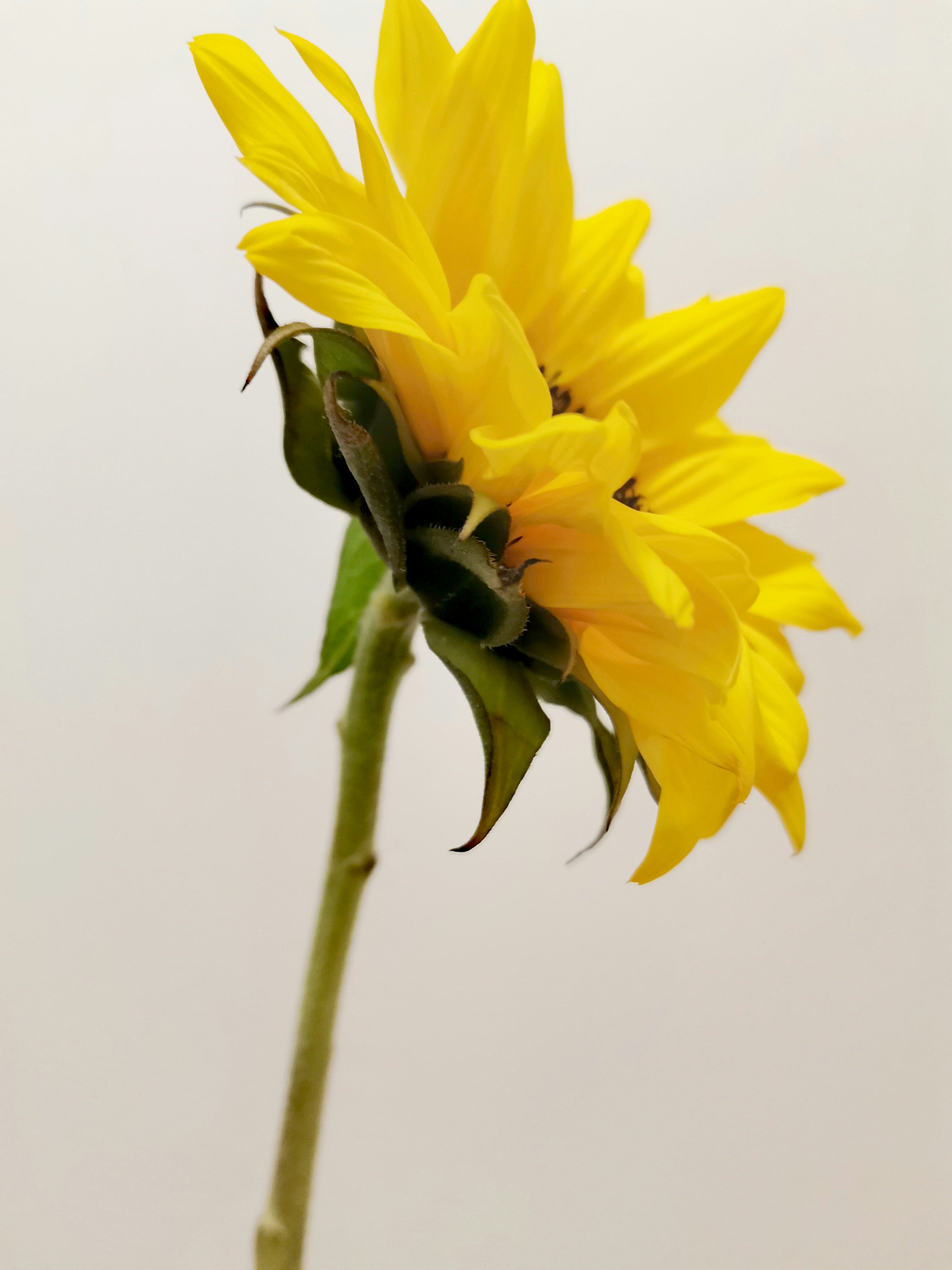 Photo by winterphoenix