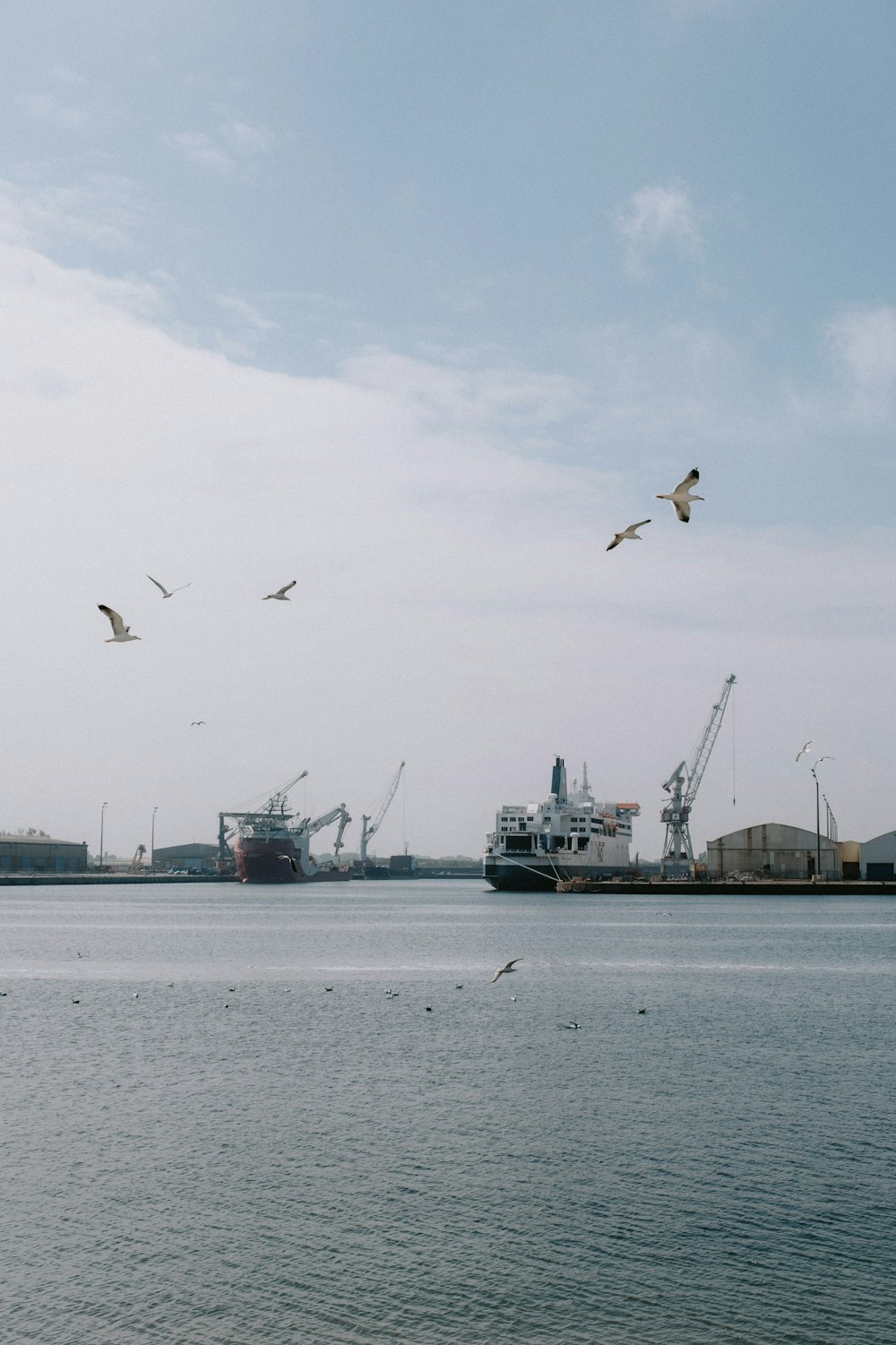 birds flying over water