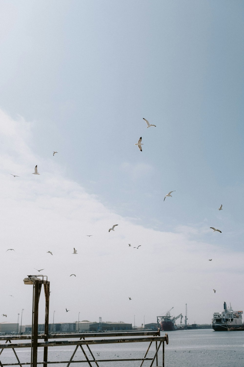 birds flying over a pier