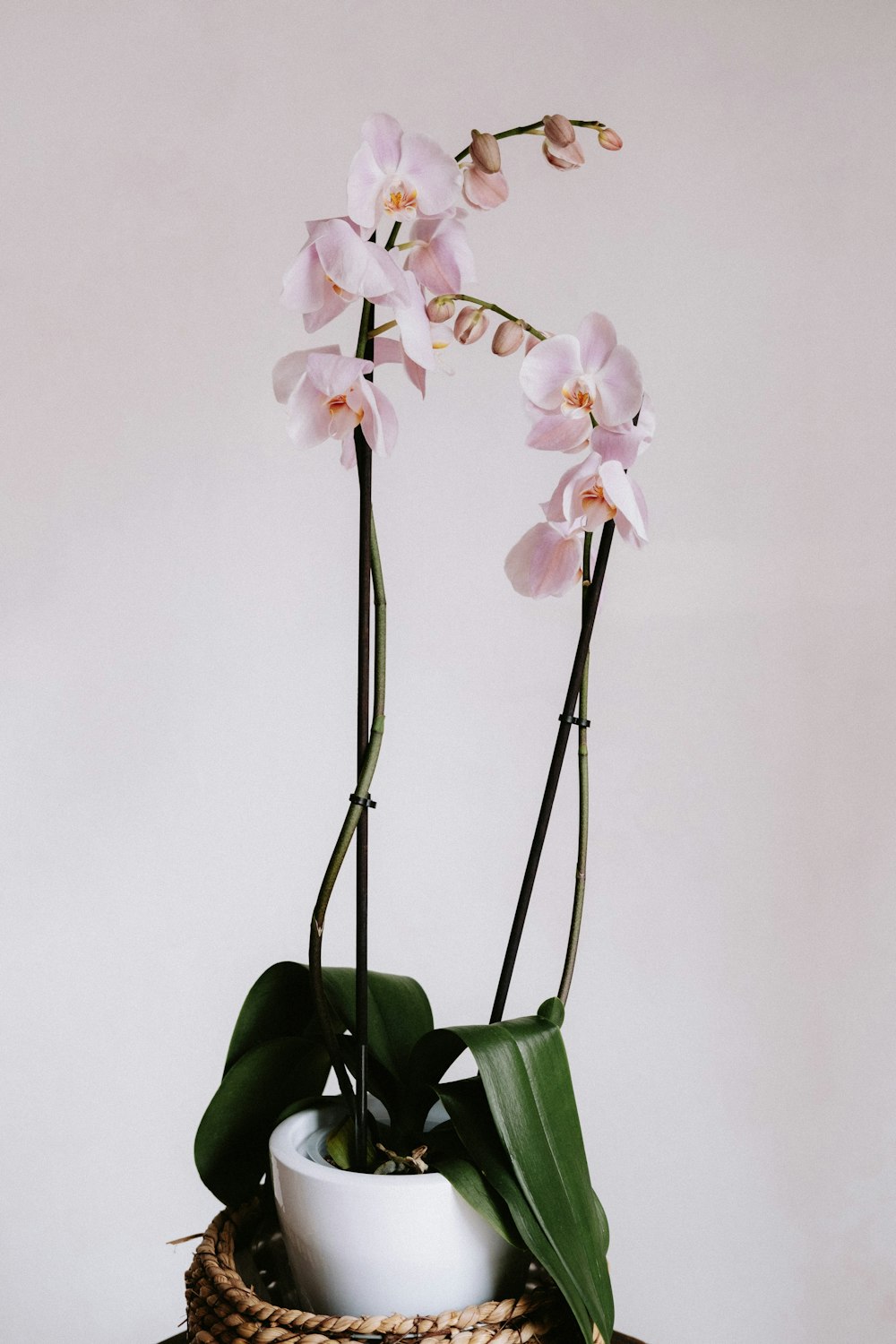 a plant with pink flowers