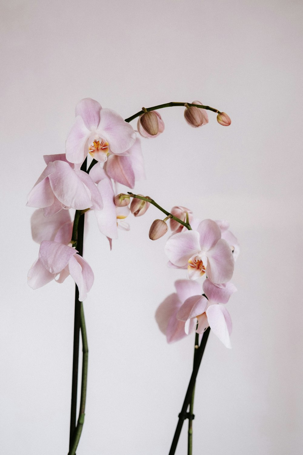 a close-up of some flowers