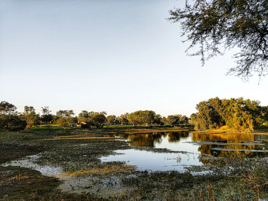a body of water with trees around it