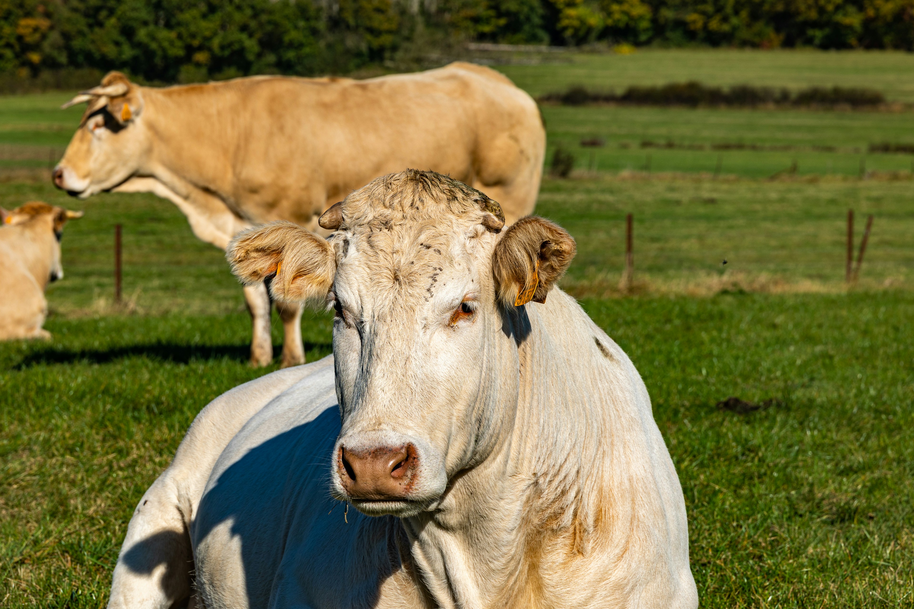 Mucche in un campo