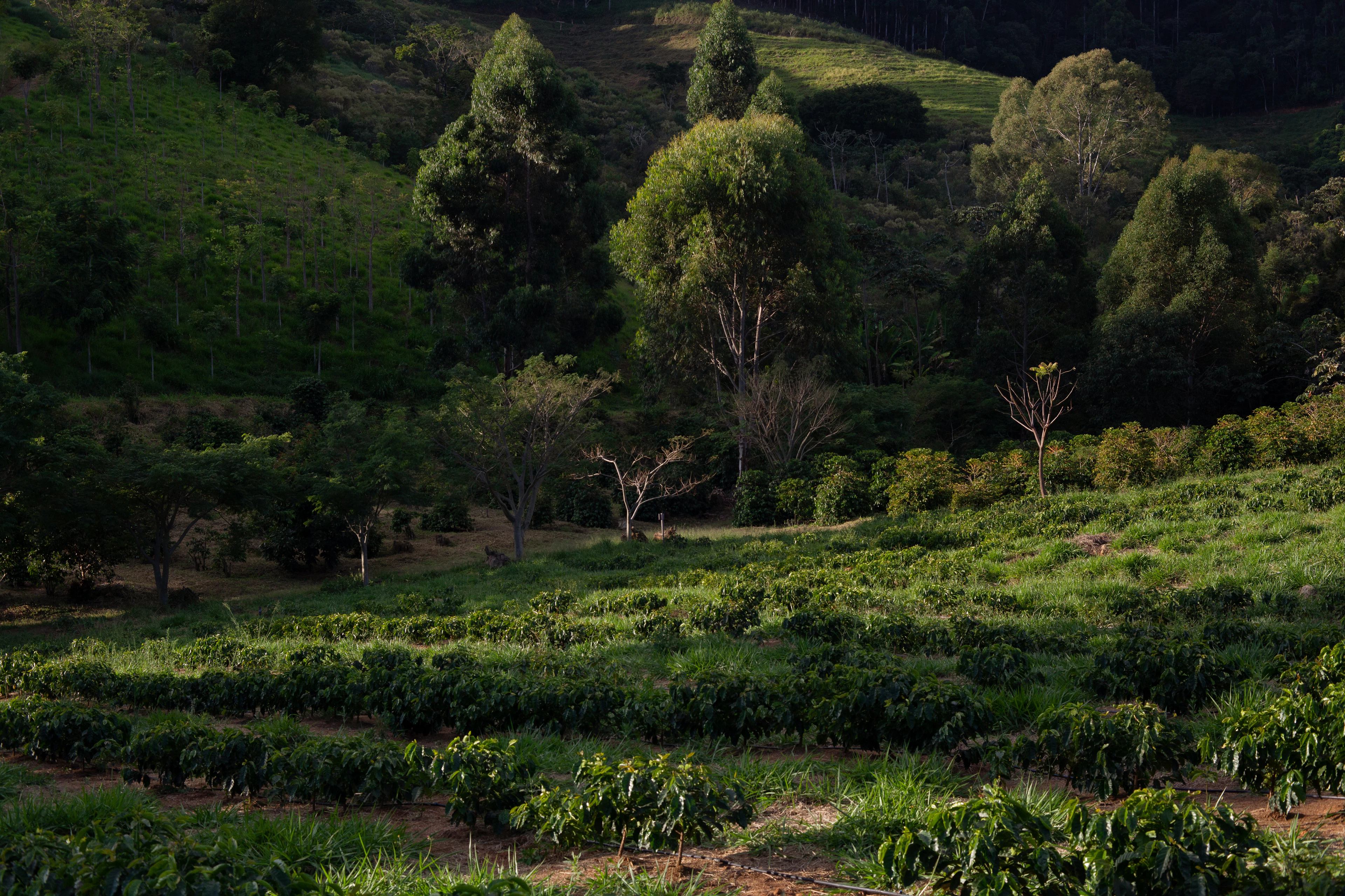 Arabica in Lam Dong