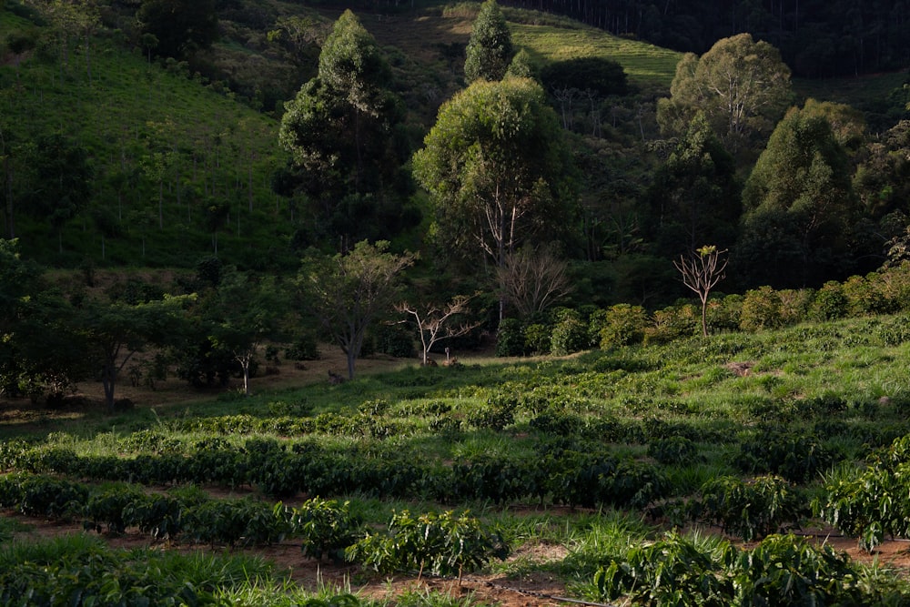 a green hillside with trees