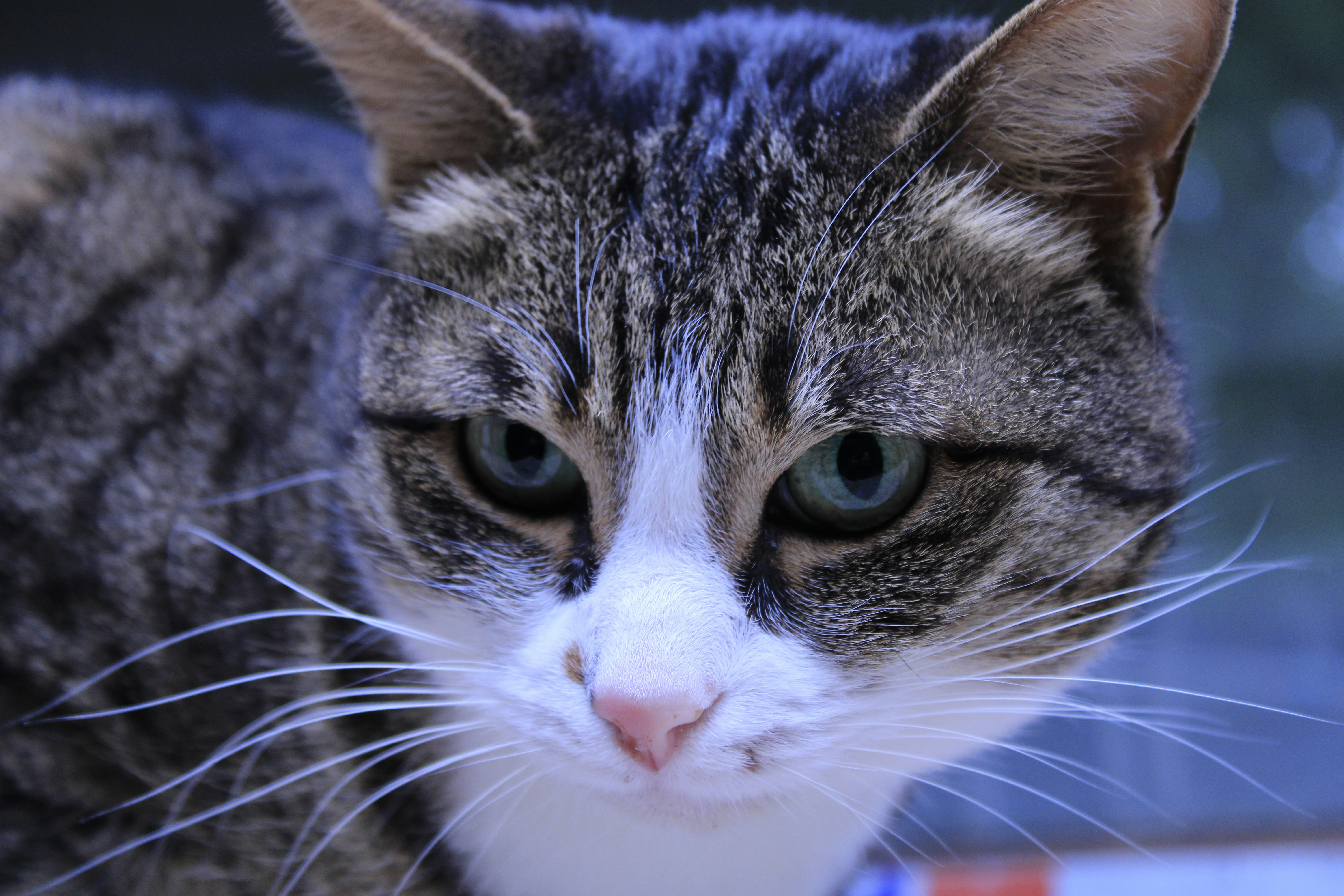 Photo by fatemehmousaviany