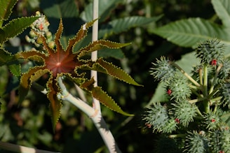 Plantação de mamona no Cerrado brasileiro, usada para regenerar solos degradados