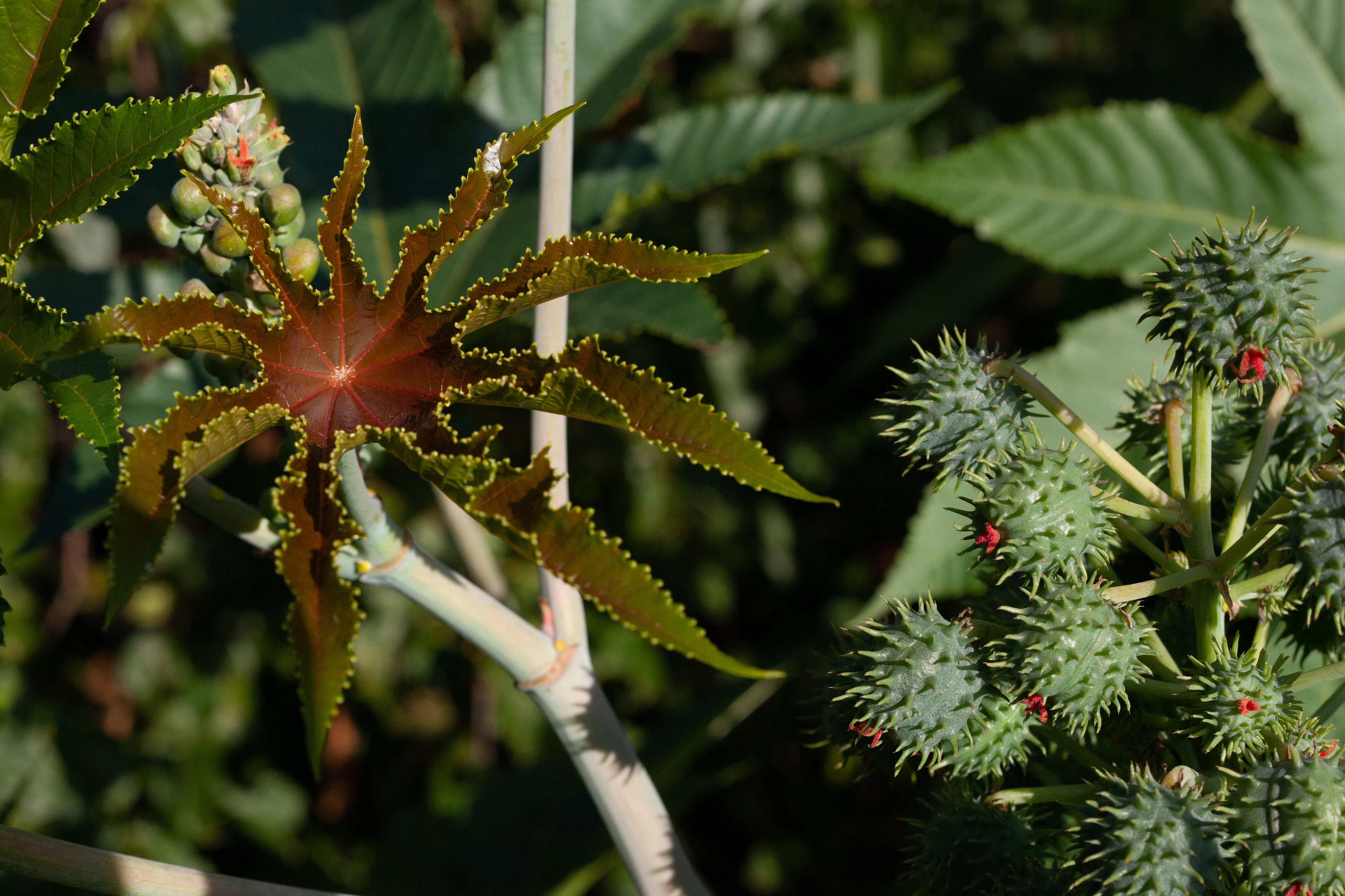 Castor plant with star-shaped serrated leaves and spiky green seed capsules in afternoon light