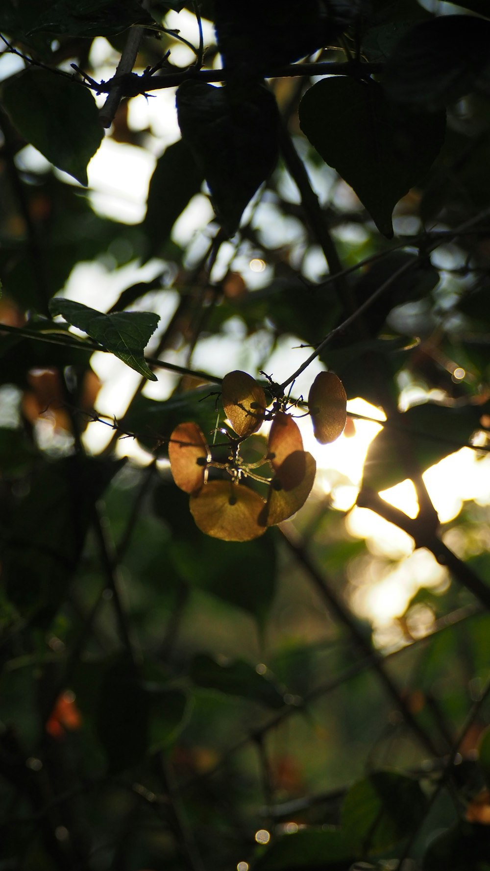 a close up of a tree branch