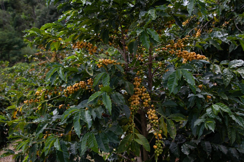 a group of plants with yellow flowers