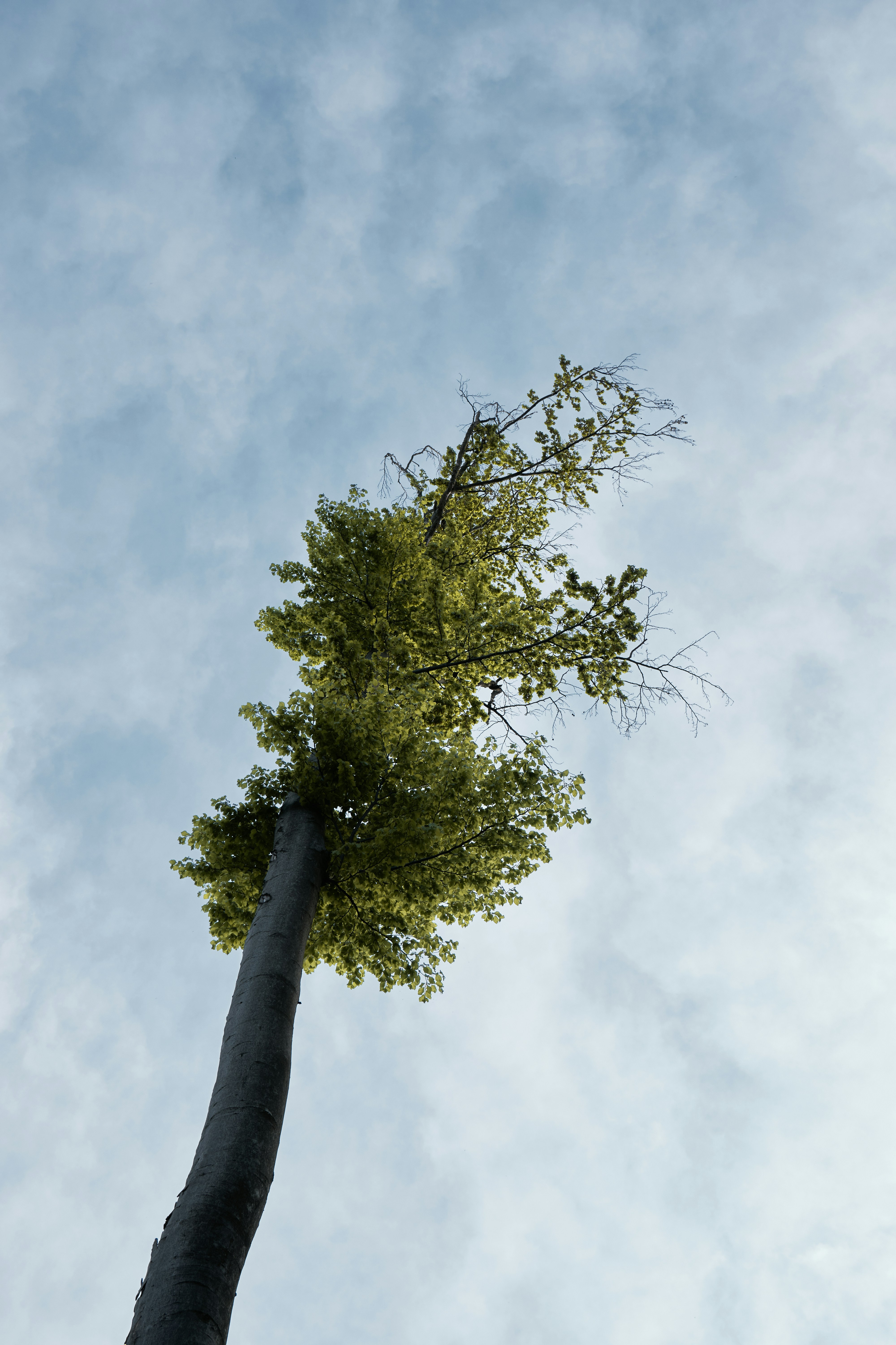 Ein Baum mit blauem Himmel