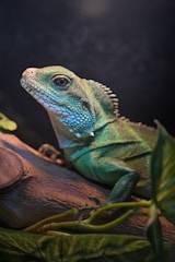 A vibrant image of various reptile care products.