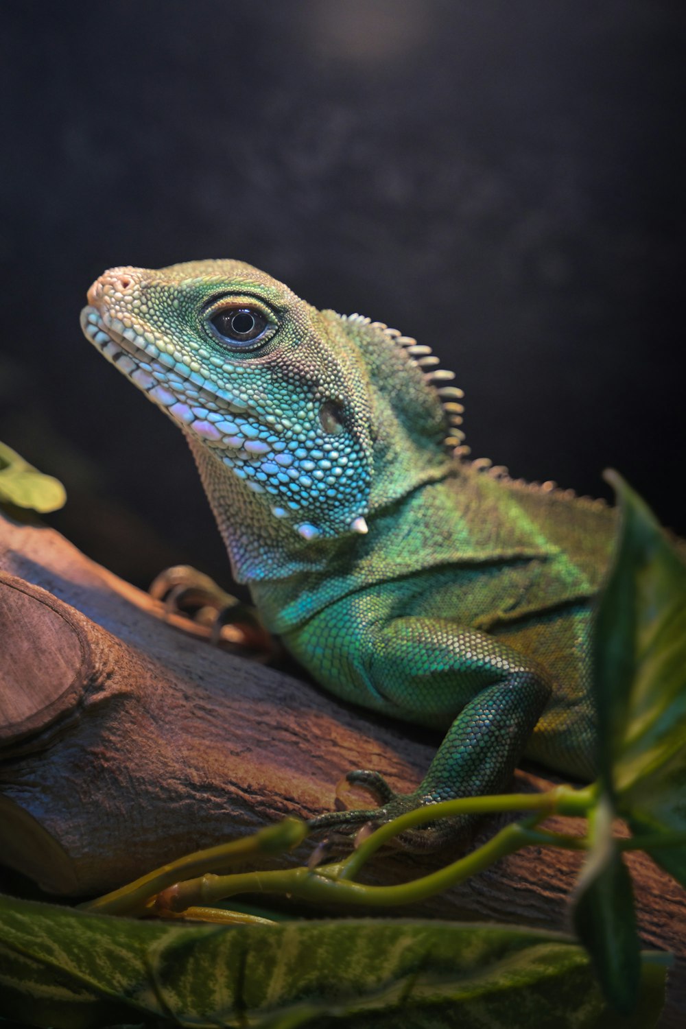 a blue and green lizard