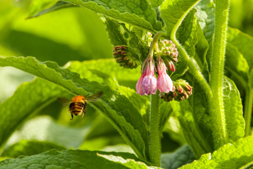 a bee on a flower