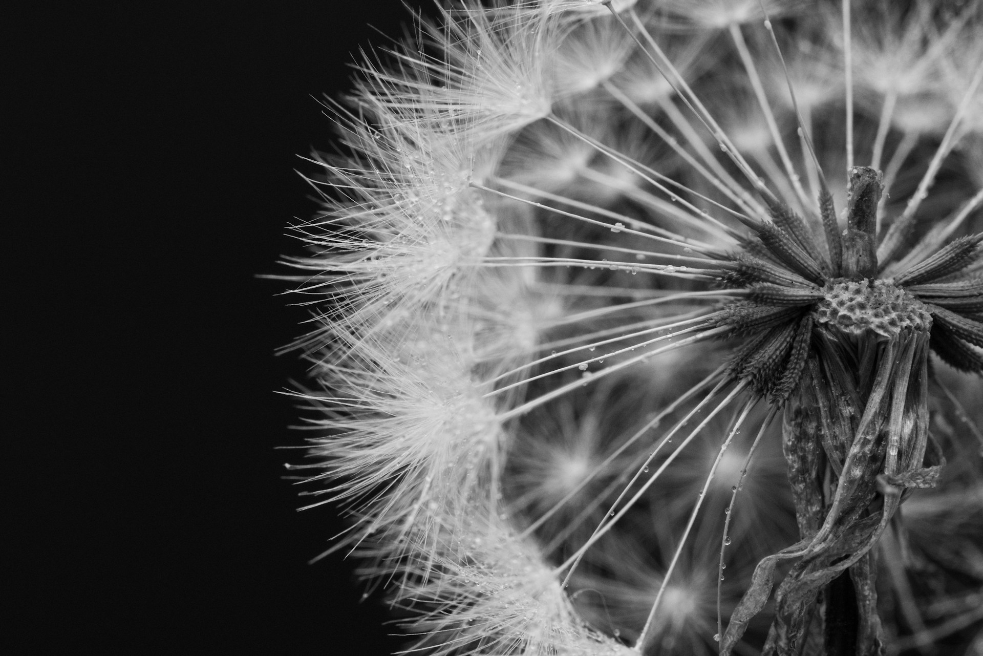 a close up of a dandelion flower