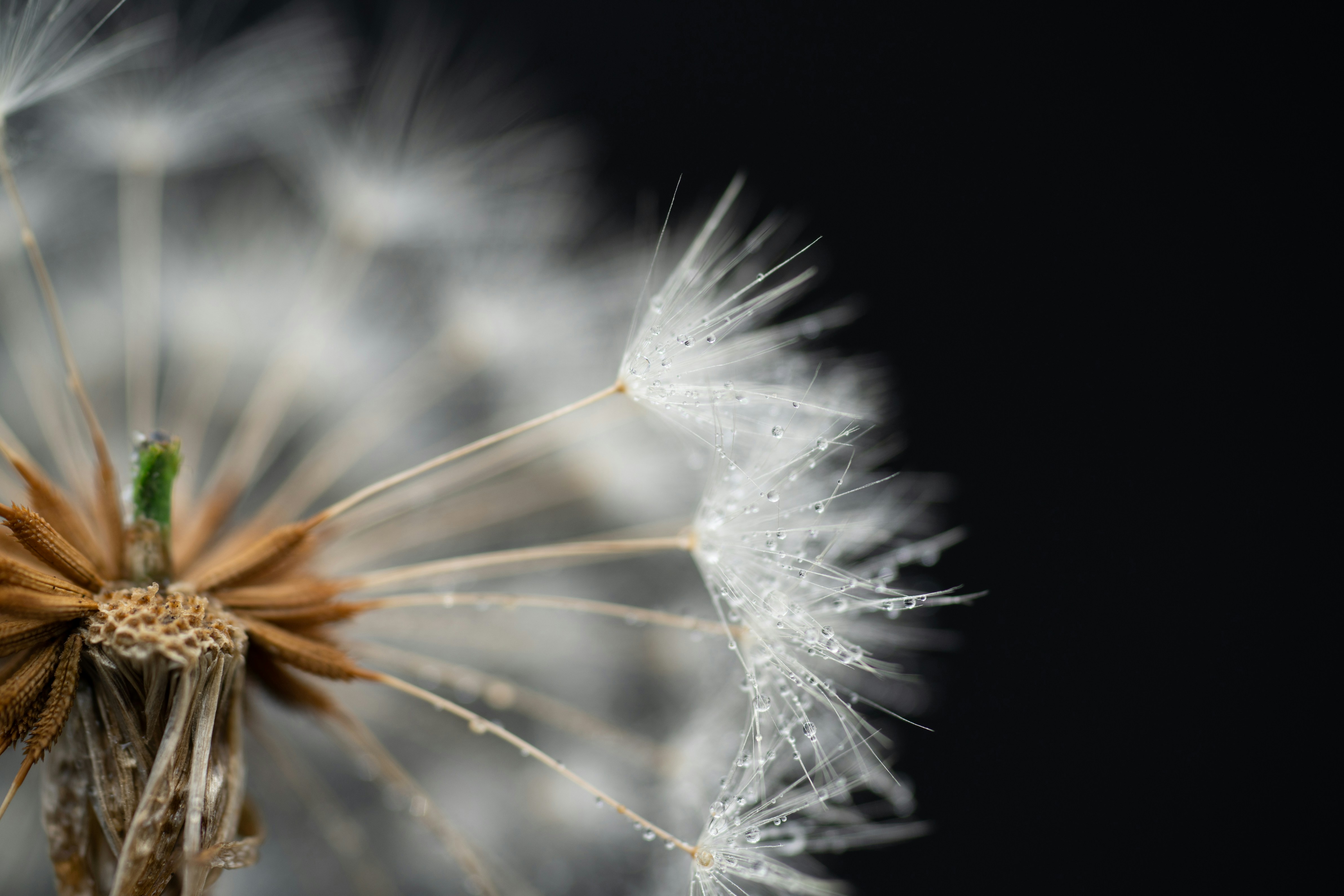 Photo by goodfunlover