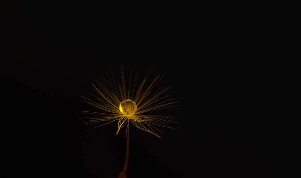 a dandelion with a black background