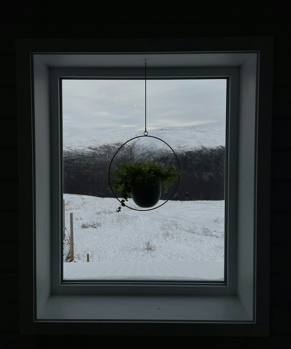 a window with a plant in it