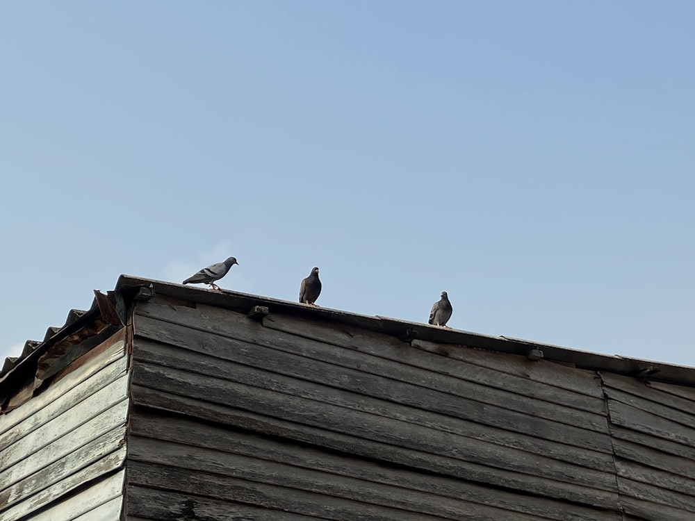 a group of birds on a roof