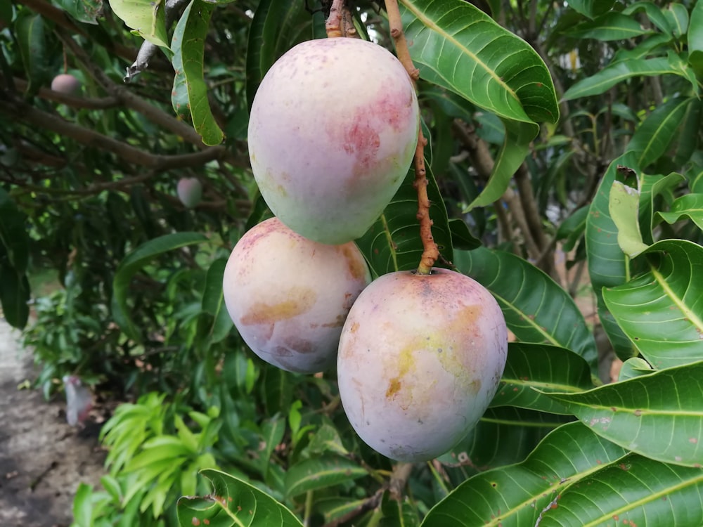 a group of fruit growing on a tree