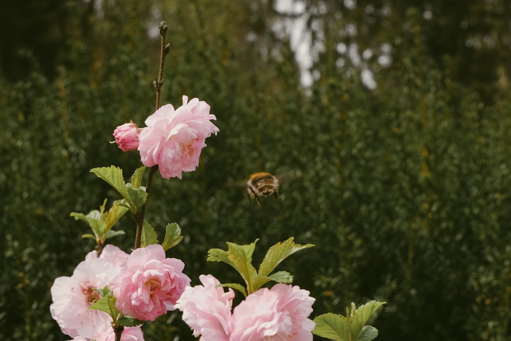 a bee on a flower