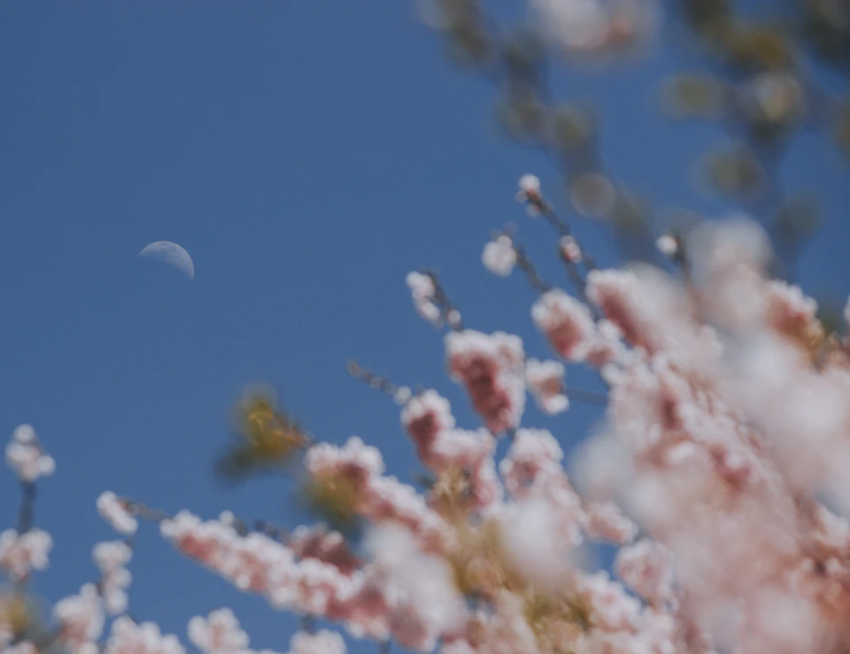 The image depicts a serene scene with a clear blue sky and fluffy white clouds, creating a beautiful backdrop for a field of cherry blossom trees. The trees are adorned with delicate pink flowers that appear to be in full bloom, adding a touch of nature's beauty to the scene. The perspective is from below, looking up at the blossoms, giving a sense of being immersed in the moment and appreciating the splendor of the natural world.

The image does not contain any discernible text or countable objects, making it an ideal representation of a peaceful, picturesque setting.