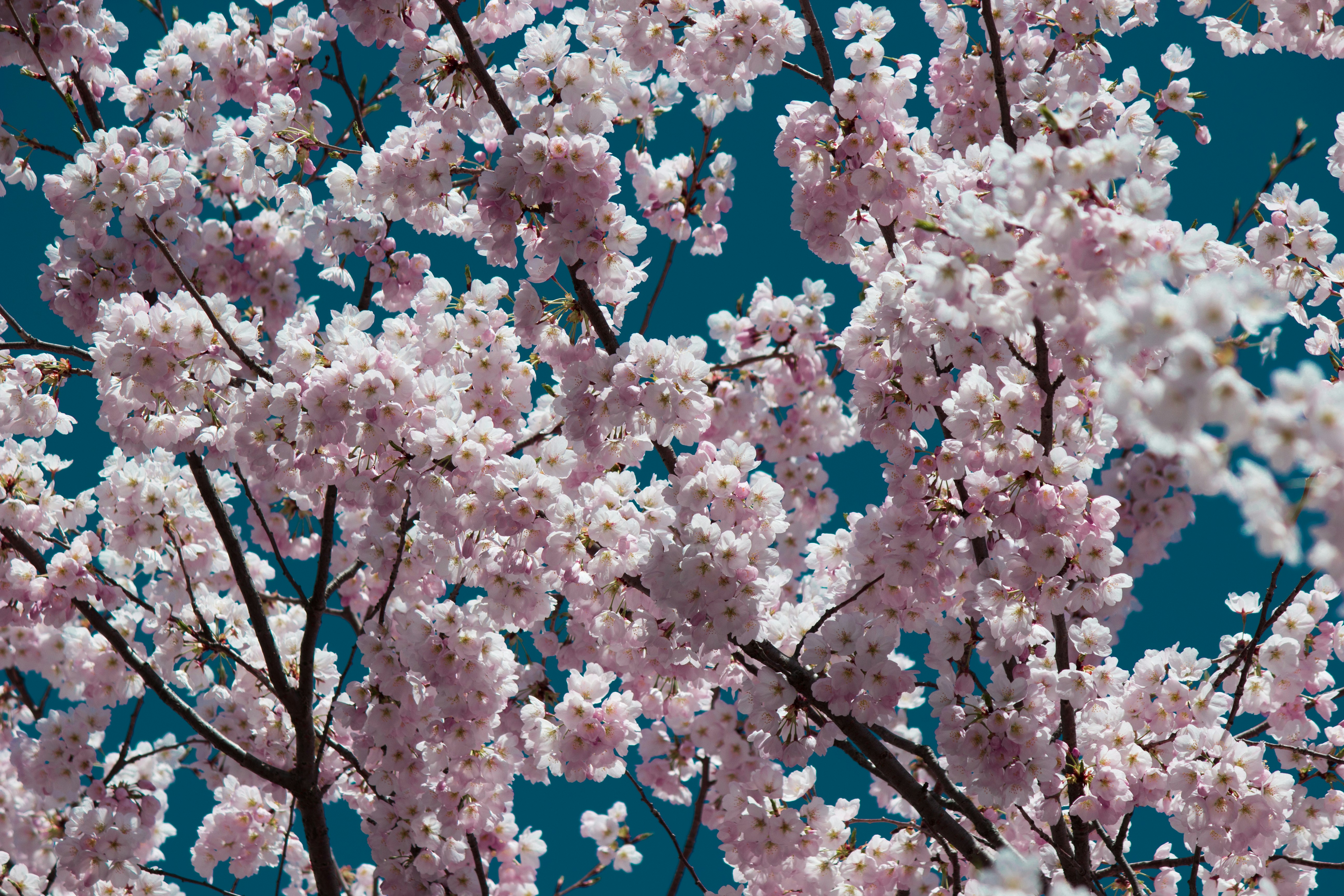 Cherry blossoms in the clear blue sky
