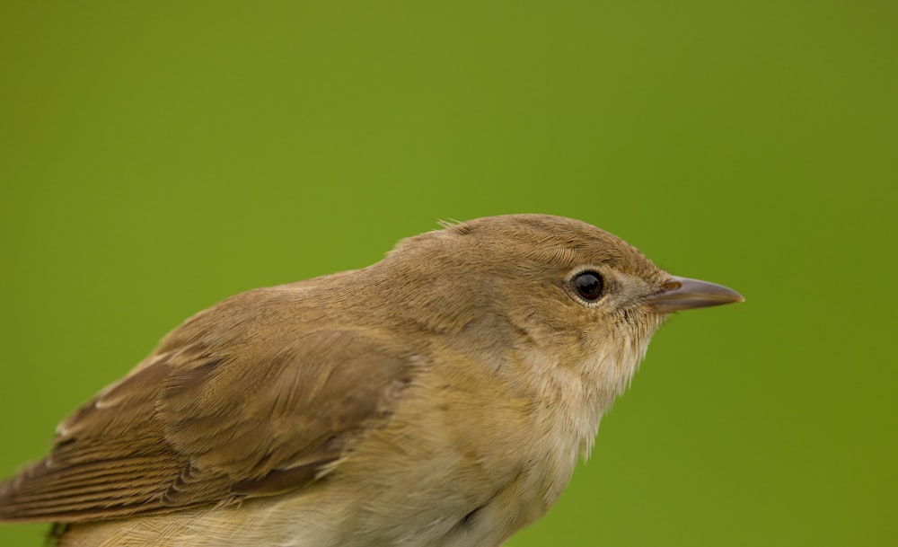 a bird with a long beak