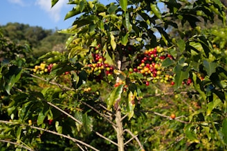a tree with berries