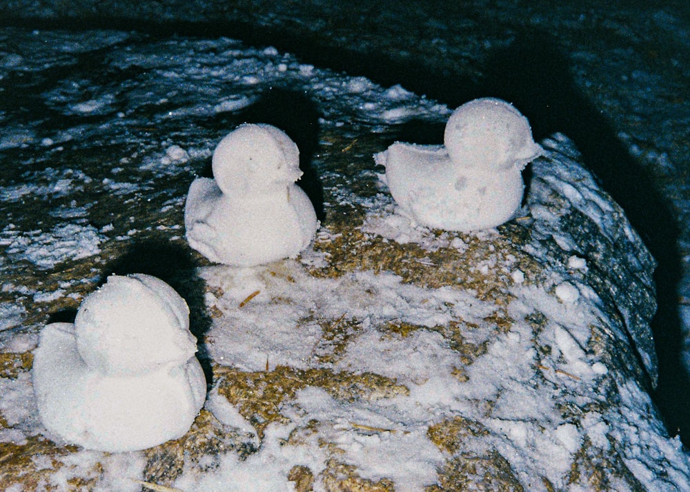 a group of white objects on a rock by water