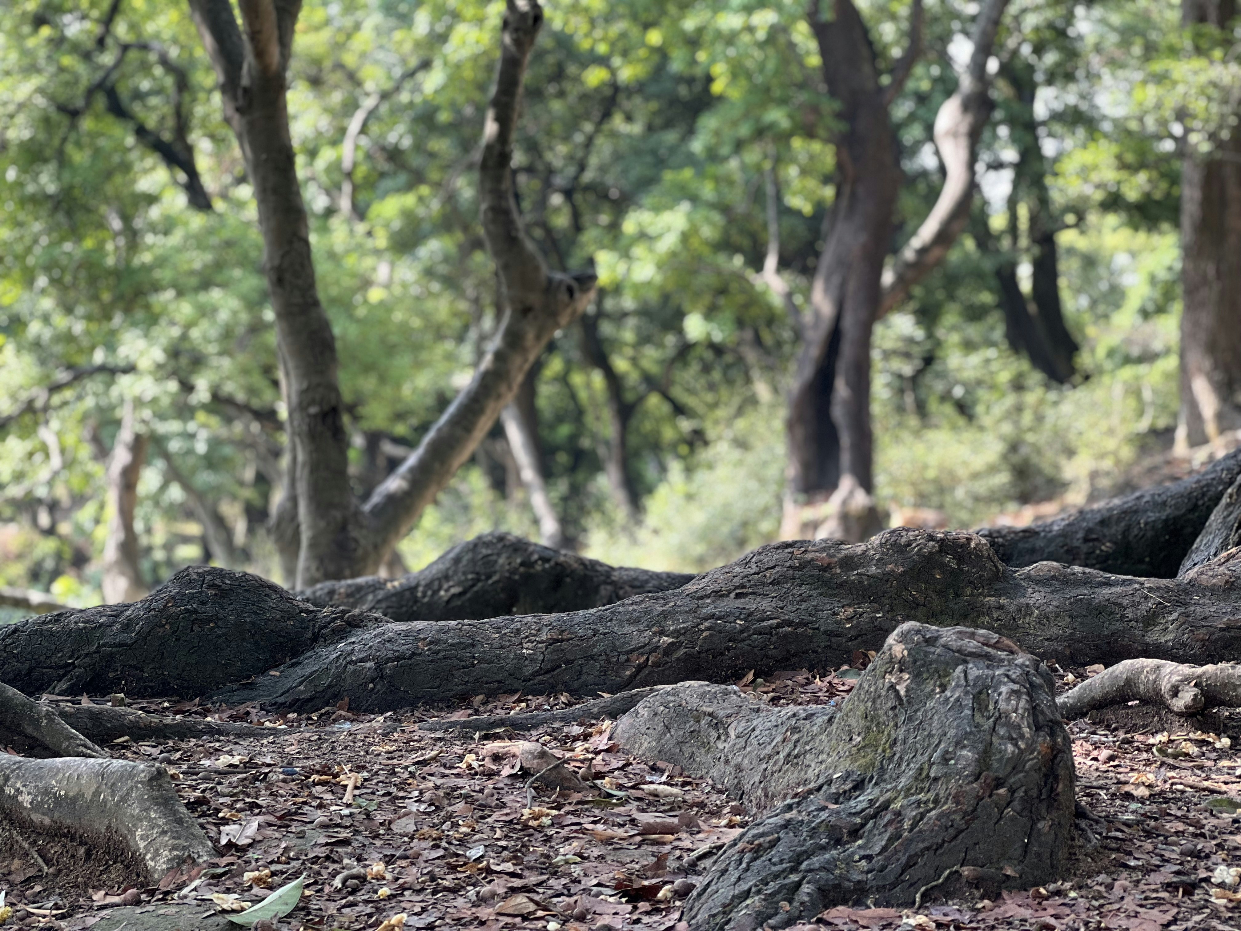 A fallen tree in a forest photo – Free Grey Image on Unsplash