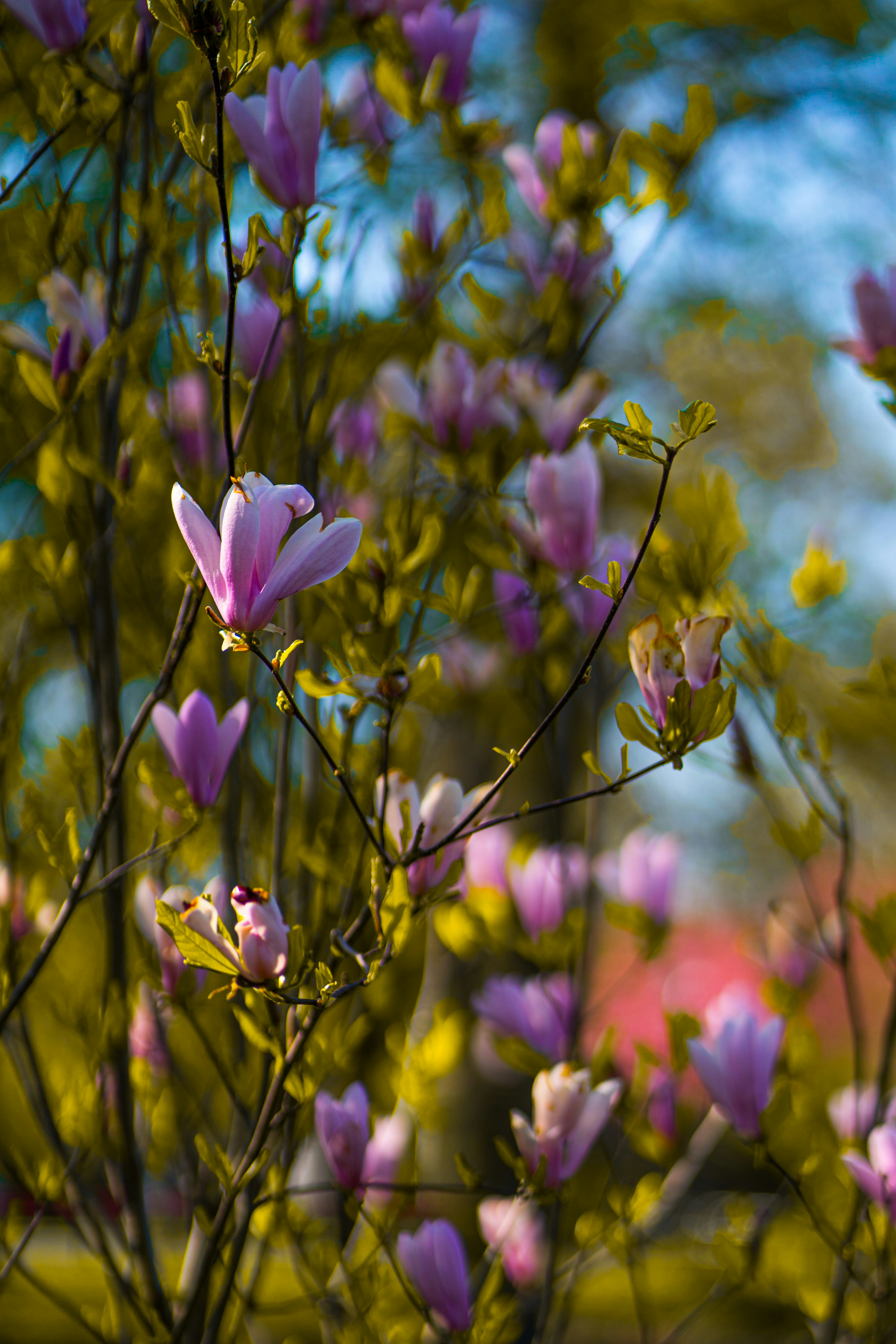 Photo by abhinav1bhardwaj