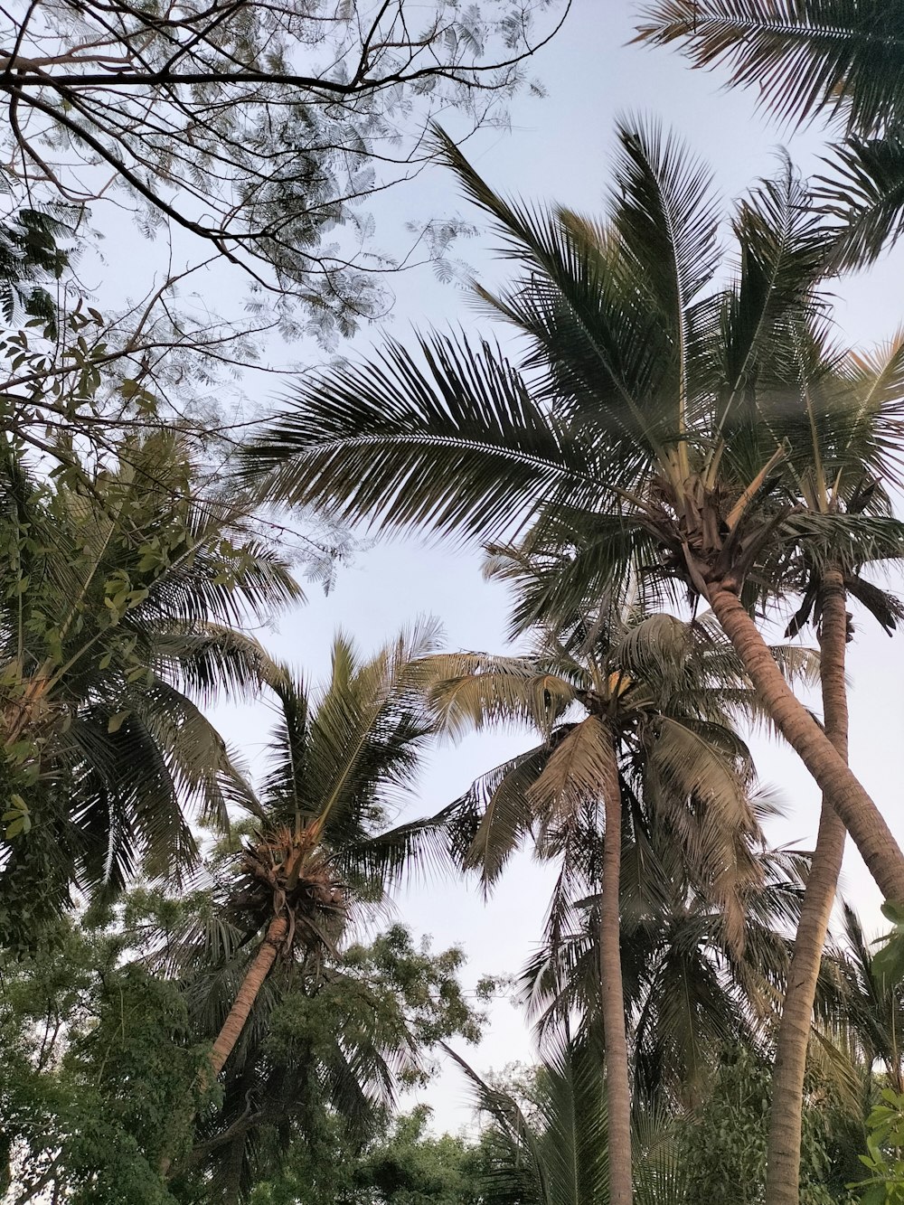 um grupo de palmeiras