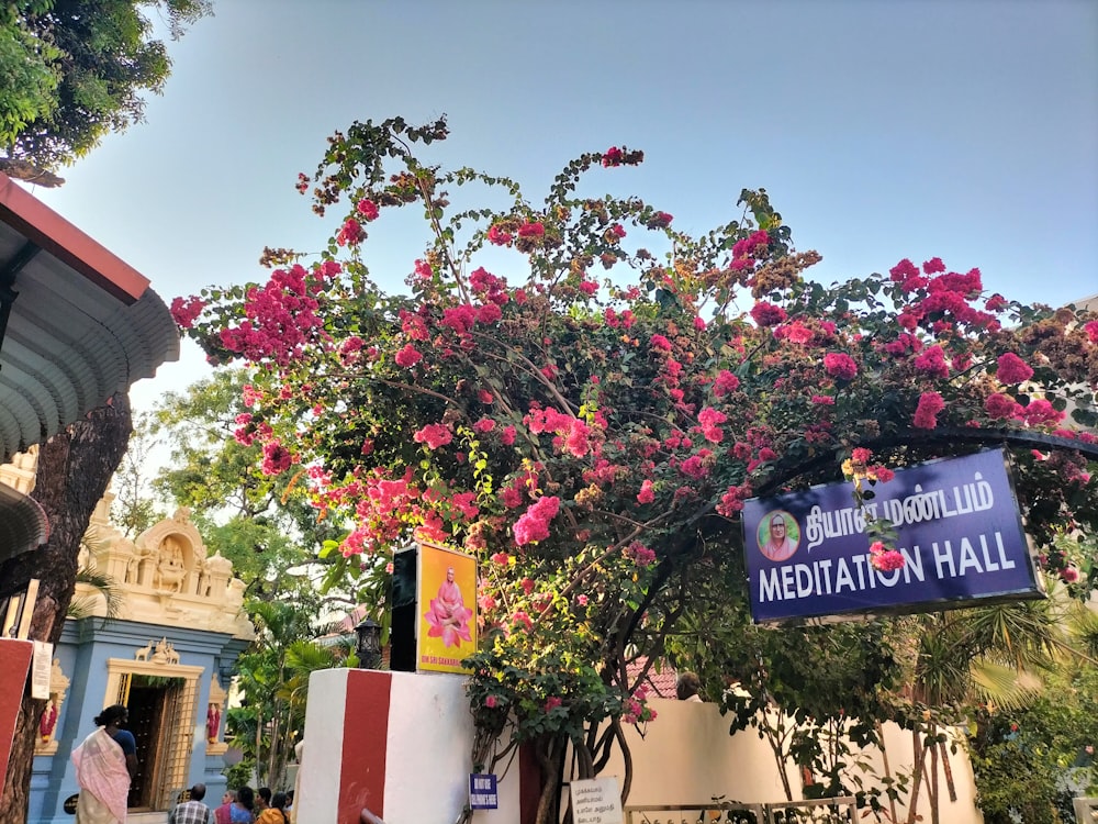 a tree with pink flowers