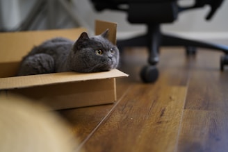 a cat in a box